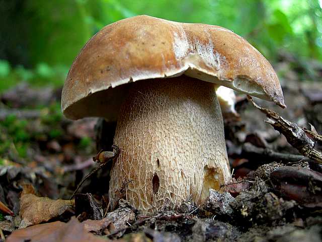 2005 :  Un anno di funghi